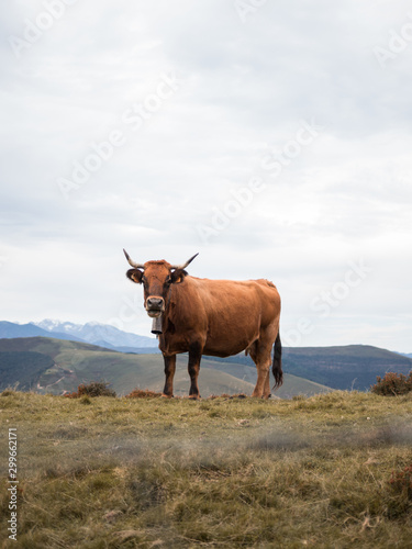 Fototapeta Naklejka Na Ścianę i Meble -  Bonito retrato de vaca de carne en montañas cántabras con picos nevados al fondo.