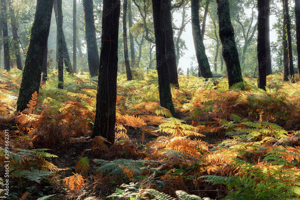 Obraz premium sous bois