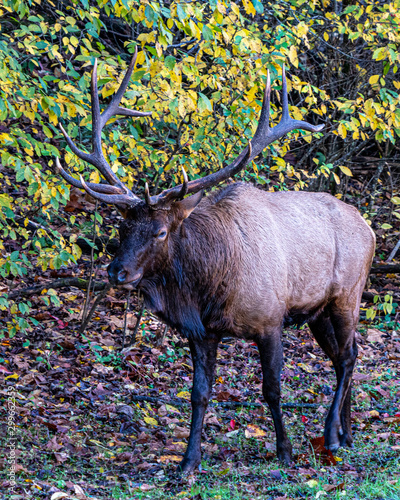 Elk in Forrest.