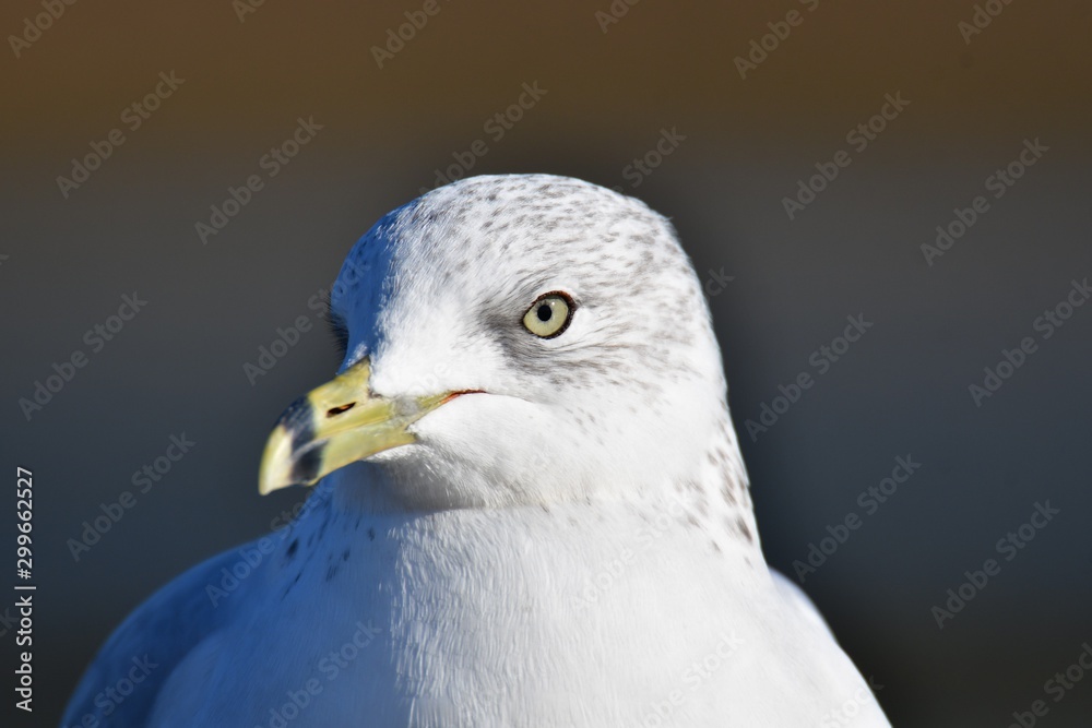Fototapeta premium A closeup of a Ring-billed Gull's face . BC Canada