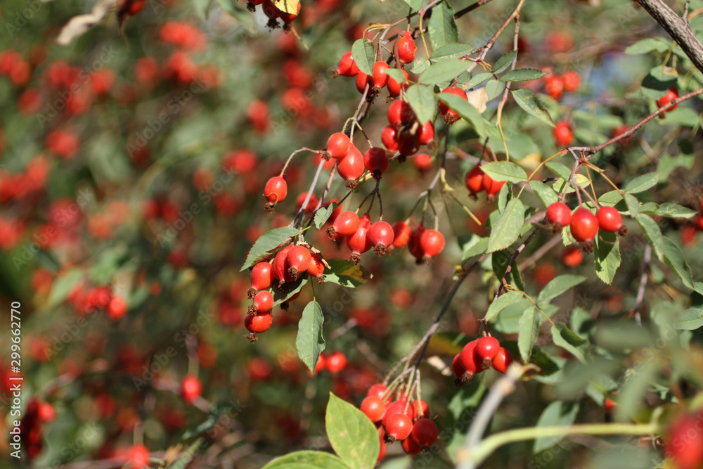 Ripe rose hips on the bushes in early autumn