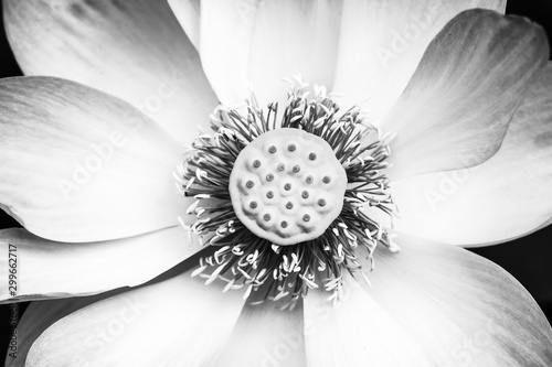 Abstract Lotus detail, top down in black and white.