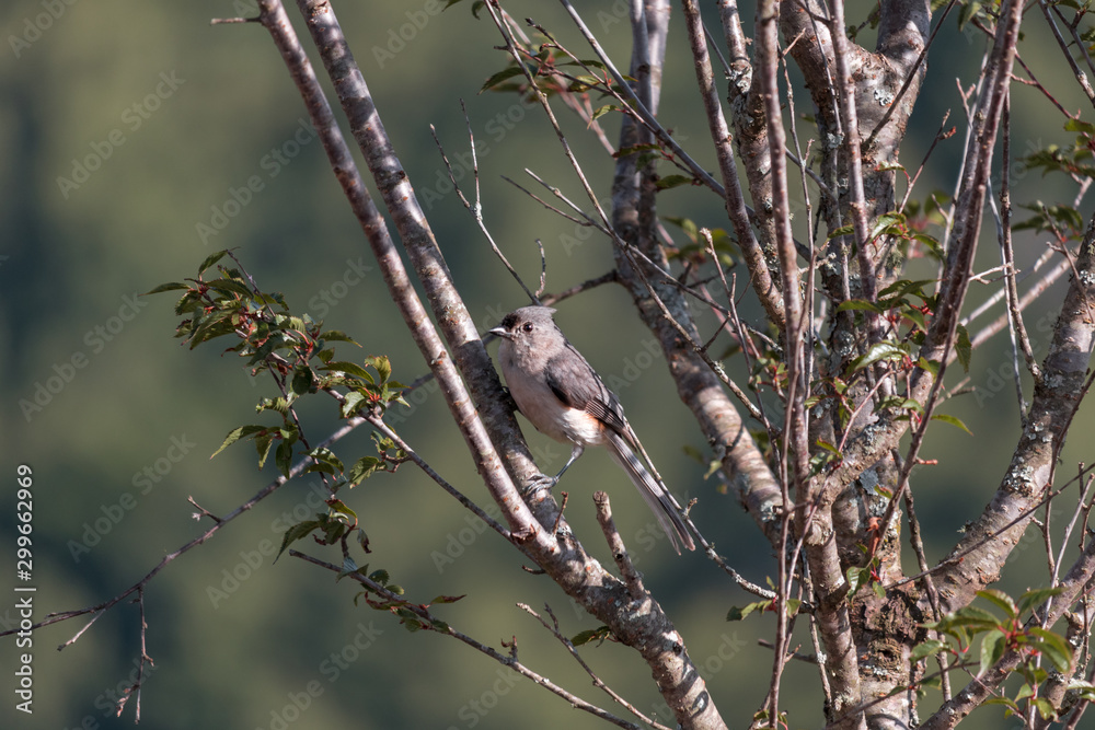Adult Tufted Titmouse Sits up in a Tree Scouting for a Good Nest Location Adult Tufted Titmouse Sits up in a Tree Scouting for a Good Nest Location