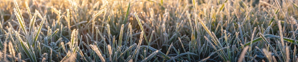 Panorama von Gras an einem frostigen Morgen im Herbst - obrazy, fototapety, plakaty 