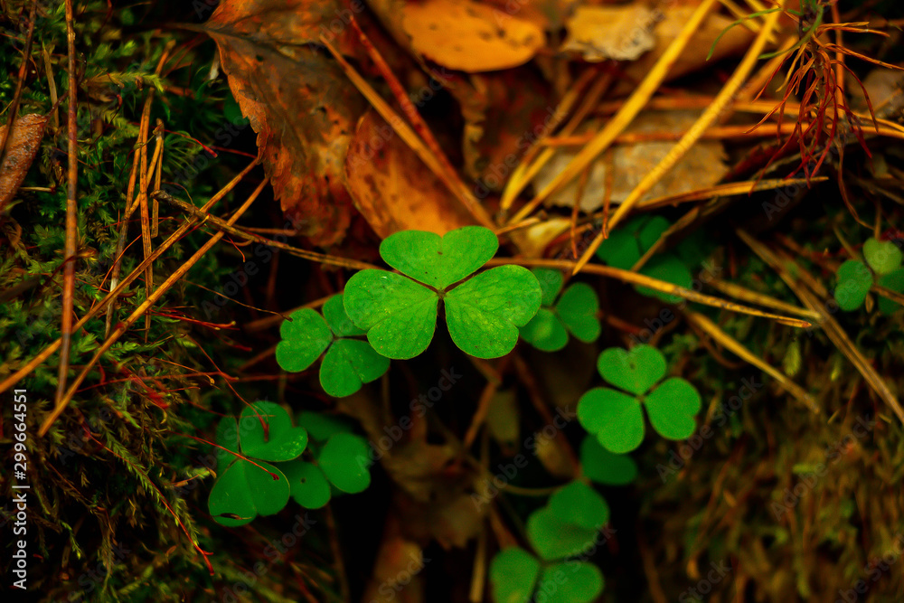 Autumn forest clover for good luck Autumn forest clover for good luck