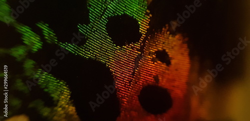 Foto Detalles del ala de una mariposa moteada con colores tornasól.