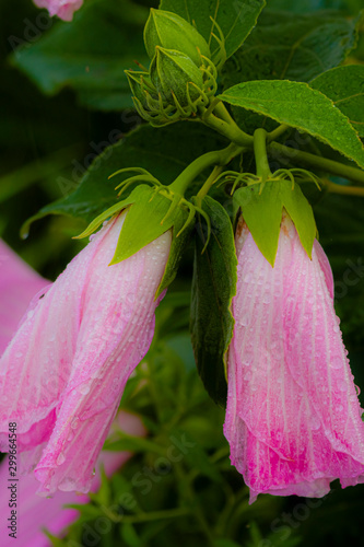 Wallpaper Mural Swamp Rose Mallow Torontodigital.ca