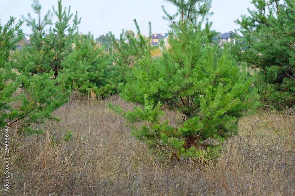 Green Christmas trees close-up. Against the background of the housing estate and dry grass, young green Christmas trees grow. Young spruce forest in the fall.