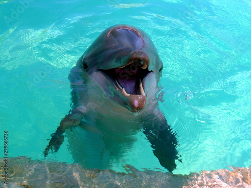 Dolphin