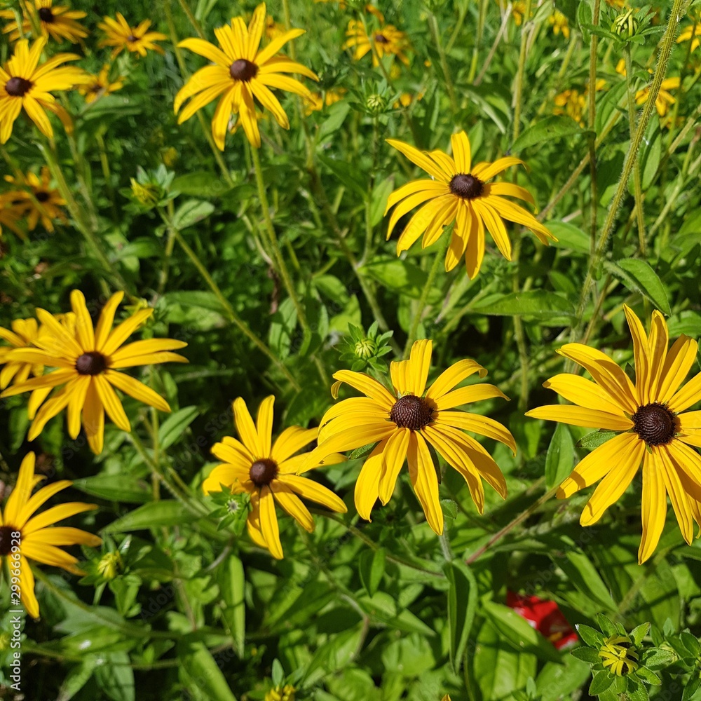 yellow flowers in garden yellow flowers in garden