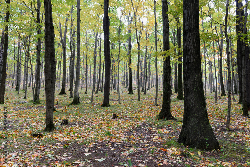 Forest in Early Autumn with Soft Sun Light Forest in Early Autumn with Soft Sun Light