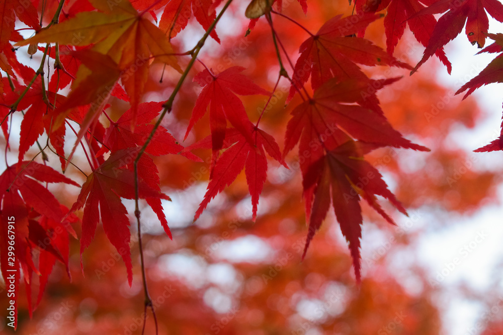 maple leaves in autumn - obrazy, fototapety, plakaty 