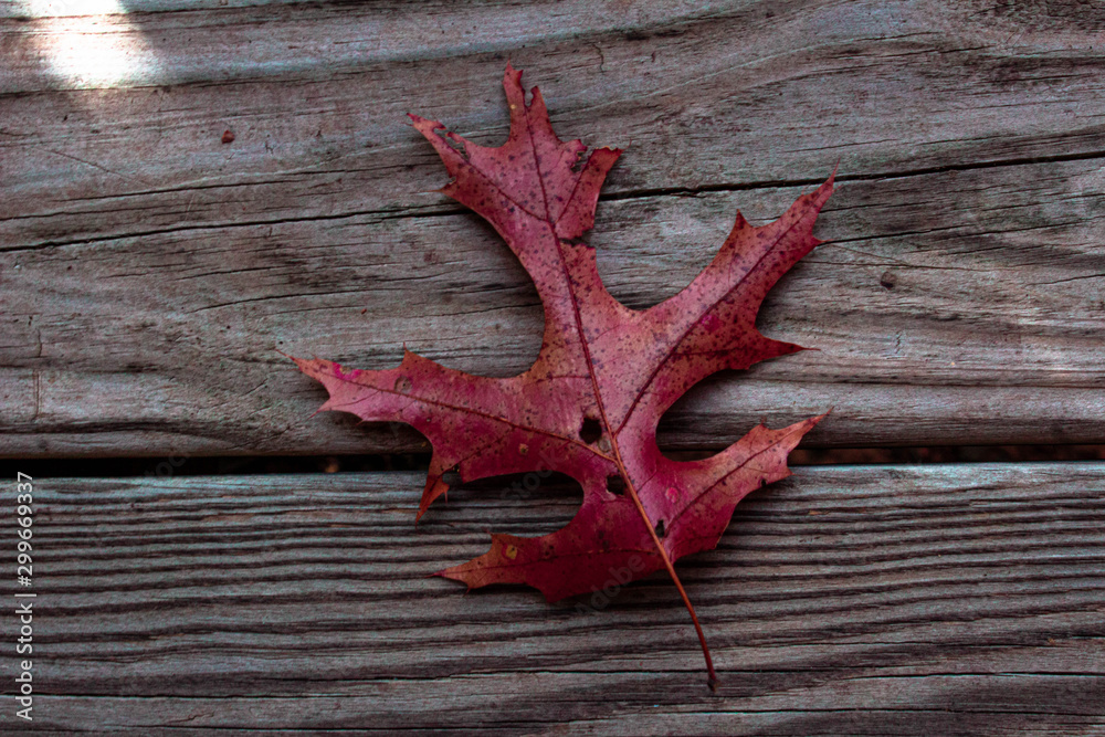 Red Maple Leaf 