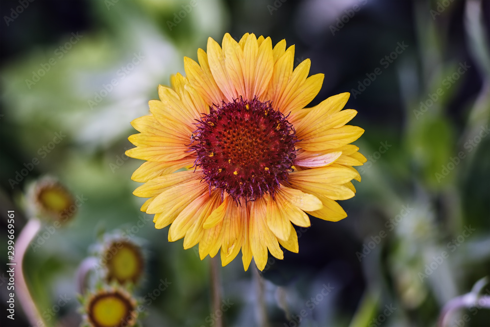Obraz premium Gerbera