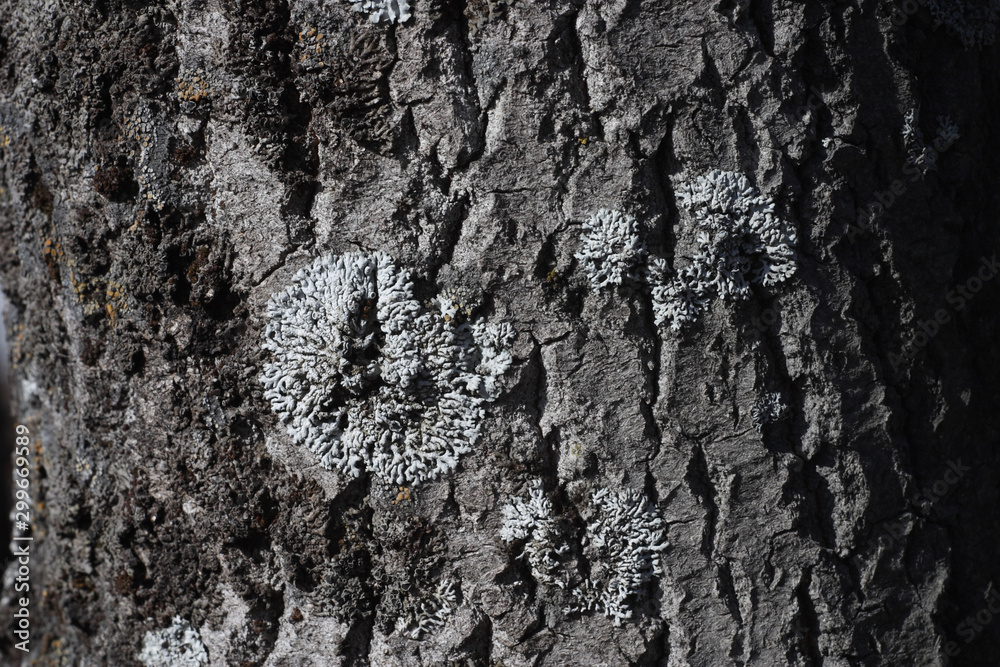 Lichen Lichen