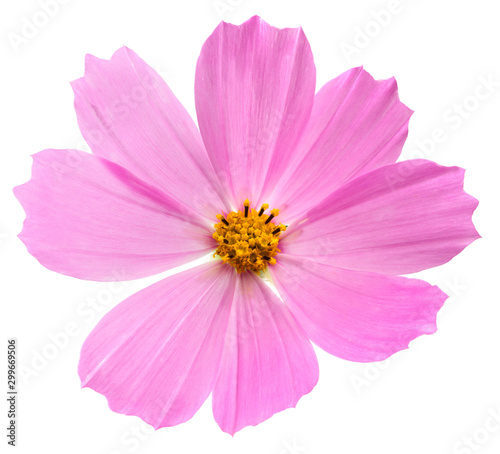 Cosmos flower