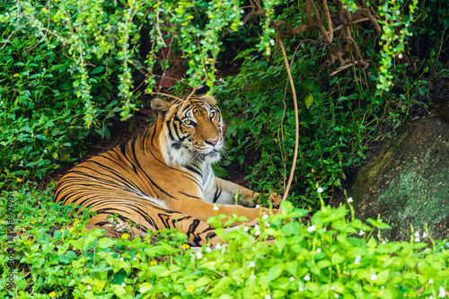 bengal tiger resting in forest