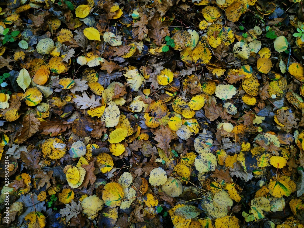 Autumn leaves Close up. Fall Forest trees. Nature background. Autumn leaves Close up. Fall Forest trees. Nature background.