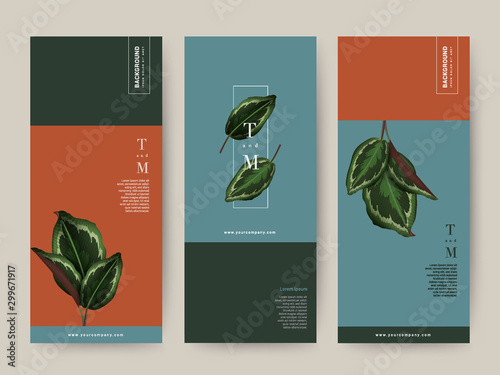 Branding Packaging tropical plant leaf summer pattern background, for spa resort luxury hotel, logo banner voucher, fabric pattern, organic texture. vector illustration.