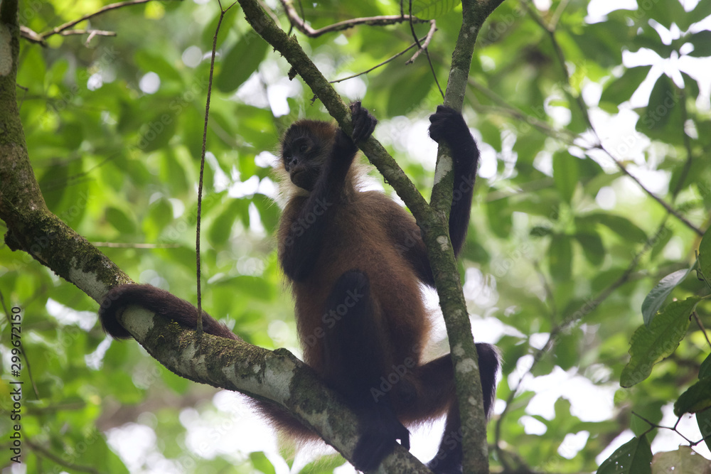 Fototapeta premium Wildlife black-handed spider monkey
