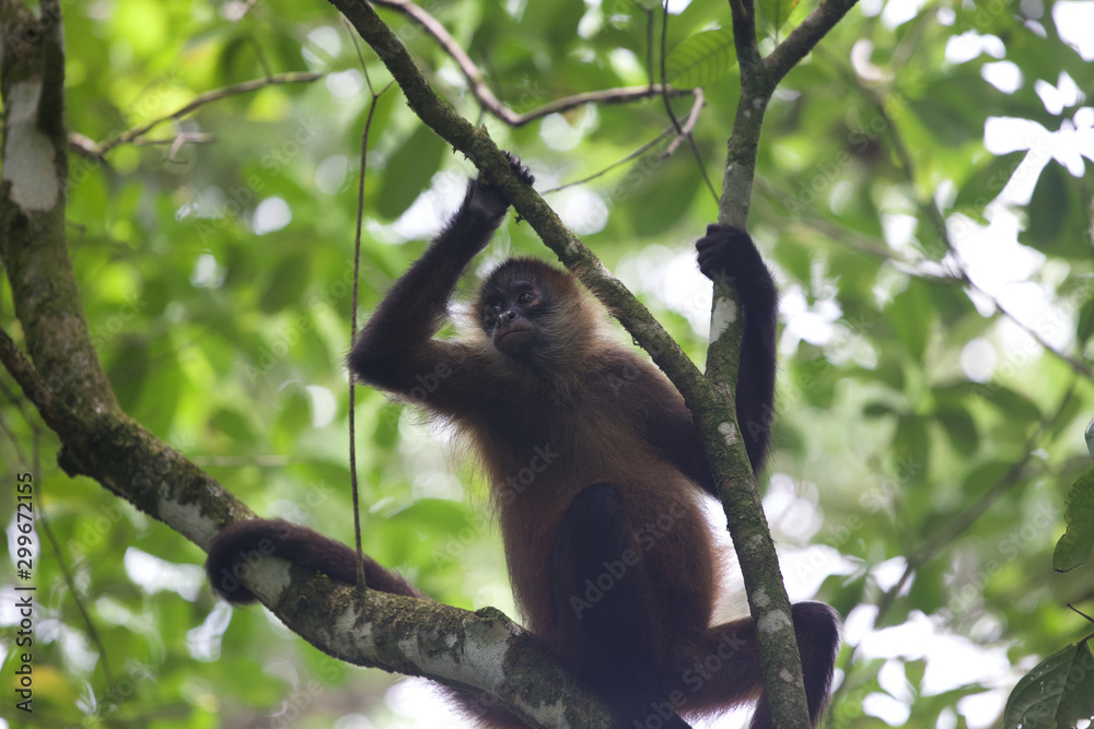 Fototapeta premium Wildlife black-handed spider monkey