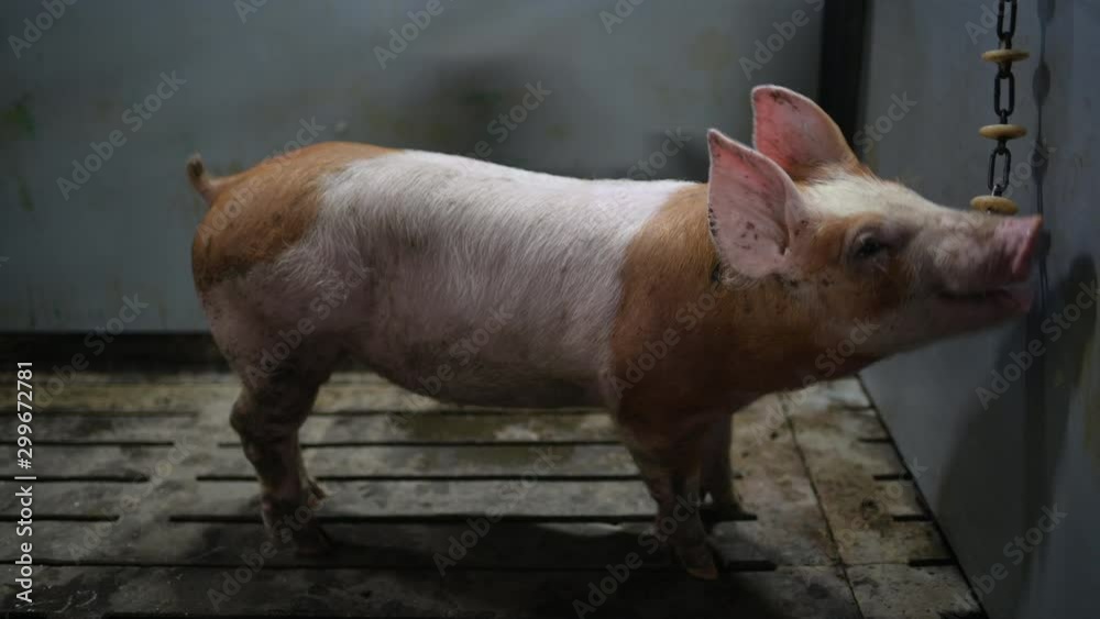 pig farm industry animal agriculture livestock cage pig farm industry animal agriculture livestock cage