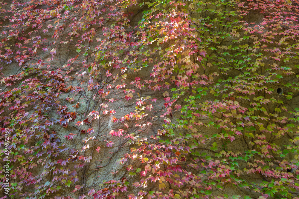 Green ivy leaves on brown stone wall outdoor after rain,Parthenocissus tricuspidata Green ivy leaves on brown stone wall outdoor after rain,Parthenocissus tricuspidata