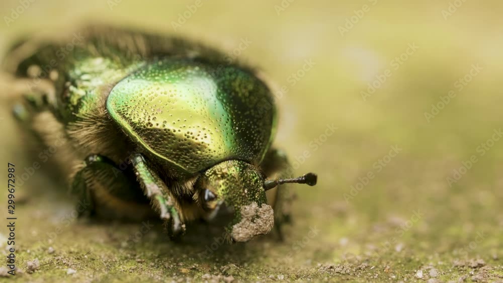 Cetonia aurata, rose chafer, bluish green and gold color beetle on brown soil Cetonia aurata, rose chafer, bluish green and gold color beetle on brown soil