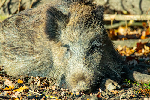 Wallpaper Mural Wildscheine Torontodigital.ca