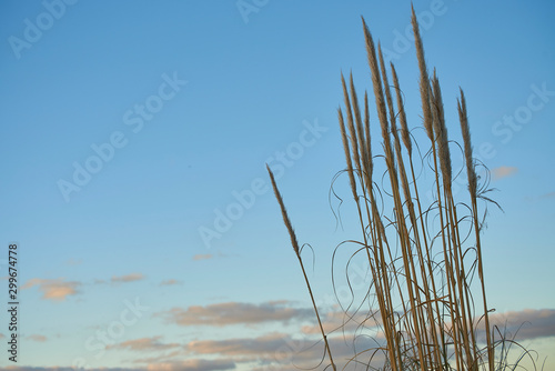 Phragmites in the sunset of a spring day © David