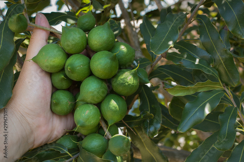 Macadamia bunch green and still growing, held in hand for inspection.
