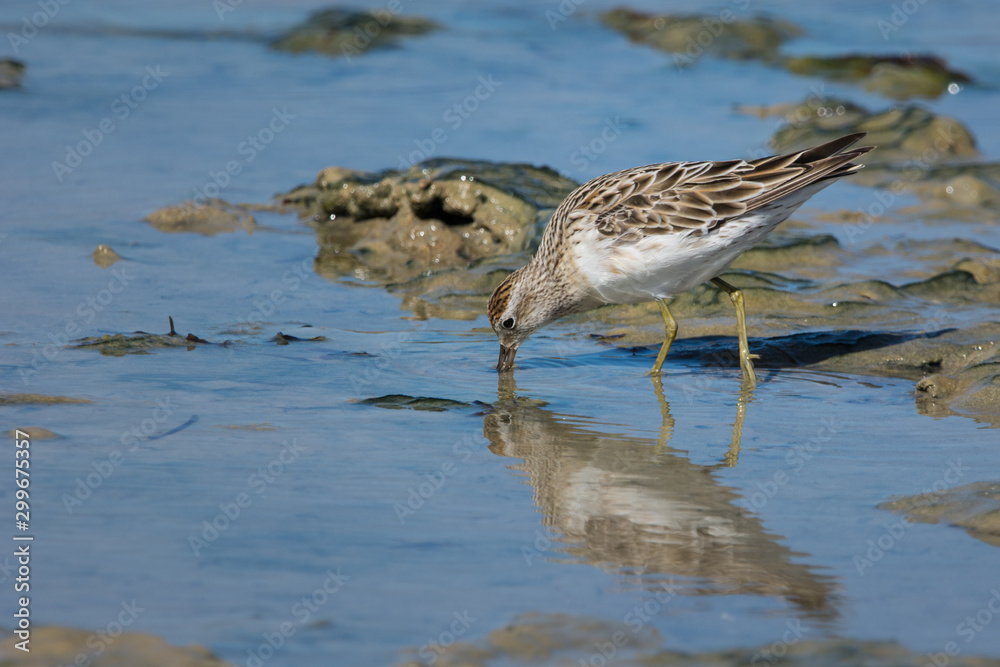 Sandpiper wading and feeding, migratory bird, South Australia. Sandpiper wading and feeding, migratory bird, South Australia.