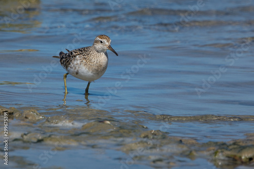 Sandpiper wading the flats, migrant species, South Australia.