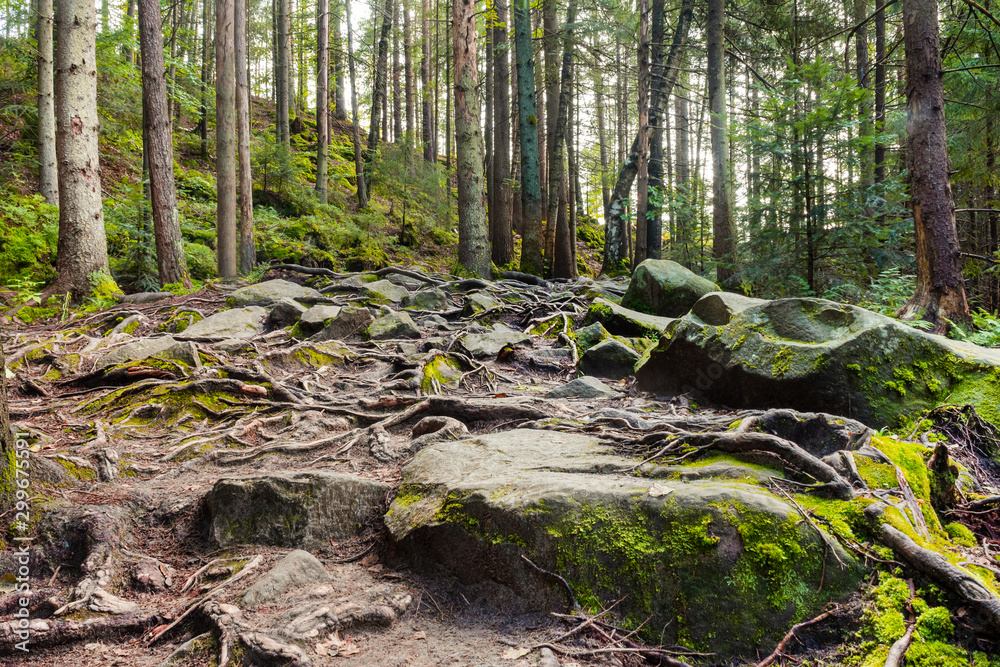 Forest landscape photo with moss, rocks and roots. Forest landscape photo with moss, rocks and roots.