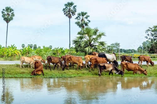 Herds of cows are eating grass on the side of the road near the irrigation canal. © JinnaritT