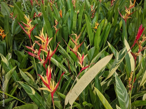 Yellow and red flowers and long glossy green leaves of Variegated Heliconia / Lobster Claw Flower photo