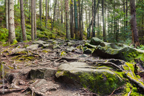 Forest landscape photo with moss, rocks and roots.