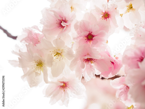 Pink and white cherry blossoms