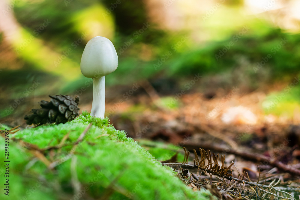 White mushroom growing from a forest ground. White mushroom growing from a forest ground.