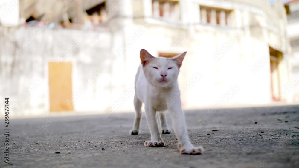 Kitten stepping toward camera, stretching in bright morning light // slow motion