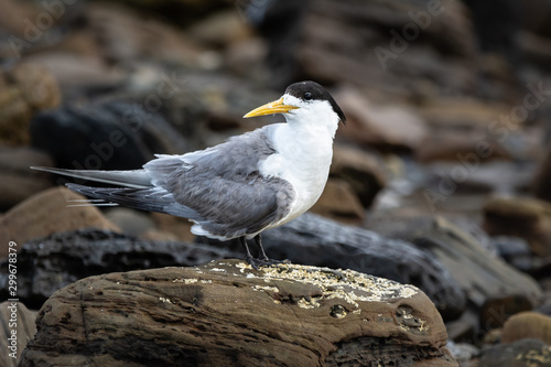 Crested Tern perched on natural beach rocks, isolated by shallow depth of field.