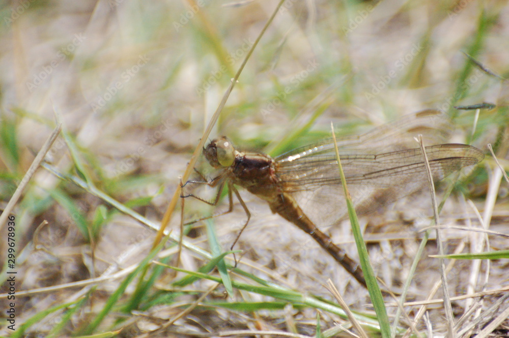 dragon-fly beautiful dragon-fly beautiful