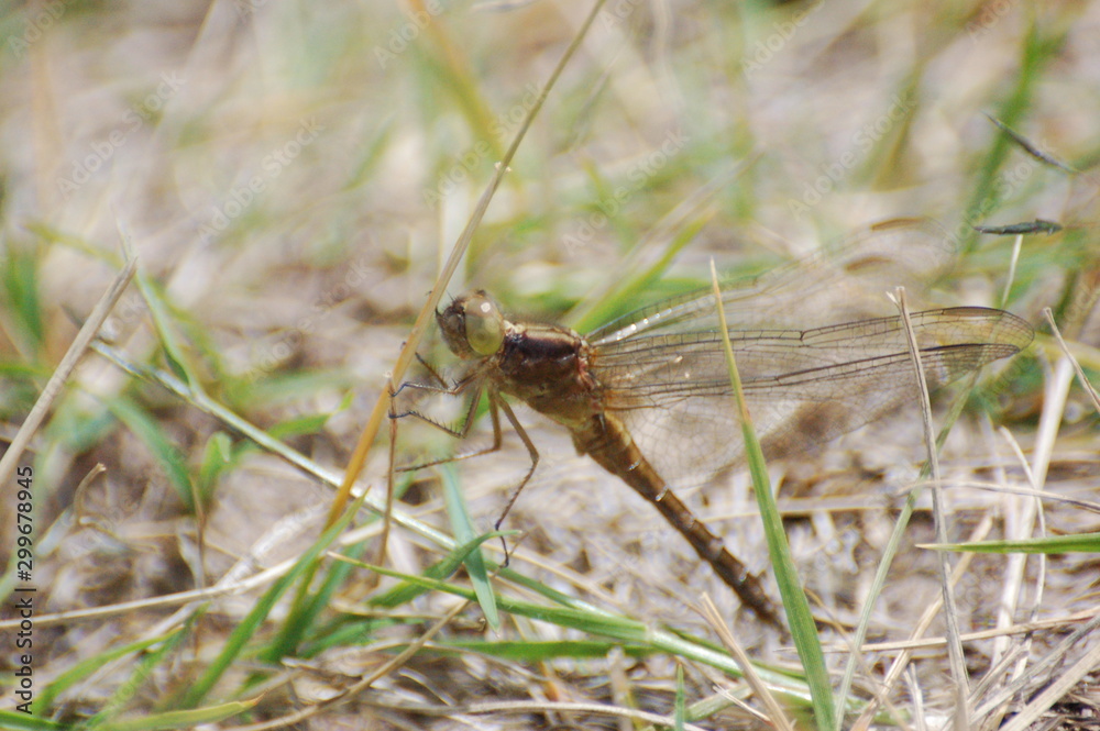 dragon-fly beautiful dragon-fly beautiful