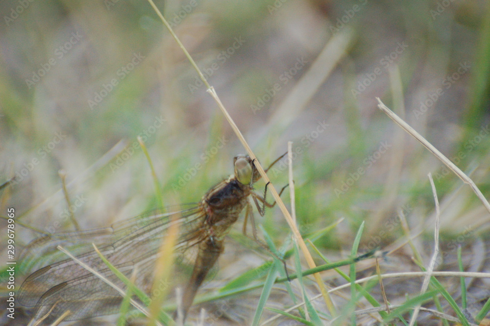 dragon-fly beautiful dragon-fly beautiful