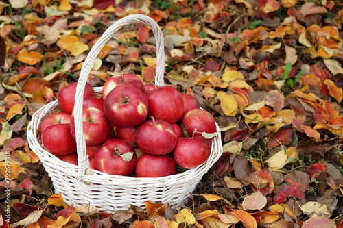 Basket with red ripe apples in the autumn garden. Autumn  harvest