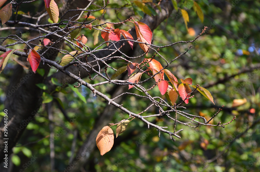 落葉した桜の枝先に 紅葉した葉っぱが残っている風景 Stock Photo Adobe Stock