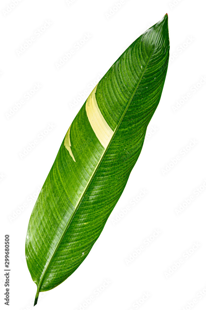 Obraz premium Heliconia variegated leaf isolated on white background with clipping path.