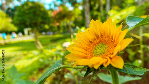 Sunflower