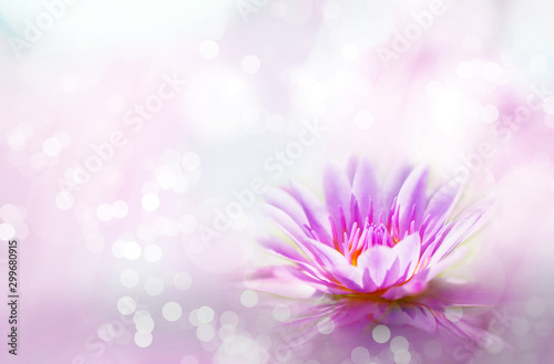 Soft pink lotus on pond with soft sunlight blur bokeh reflection on water background, Lily water flower on the lake