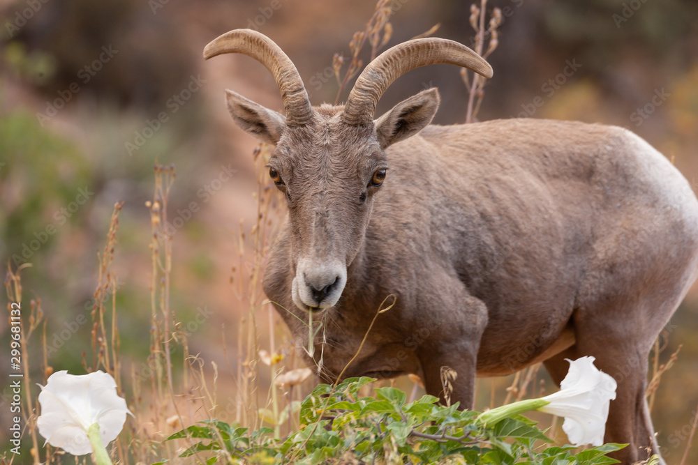 A desert big horned sheep stops between two datura flowers to much on a piece of grass.